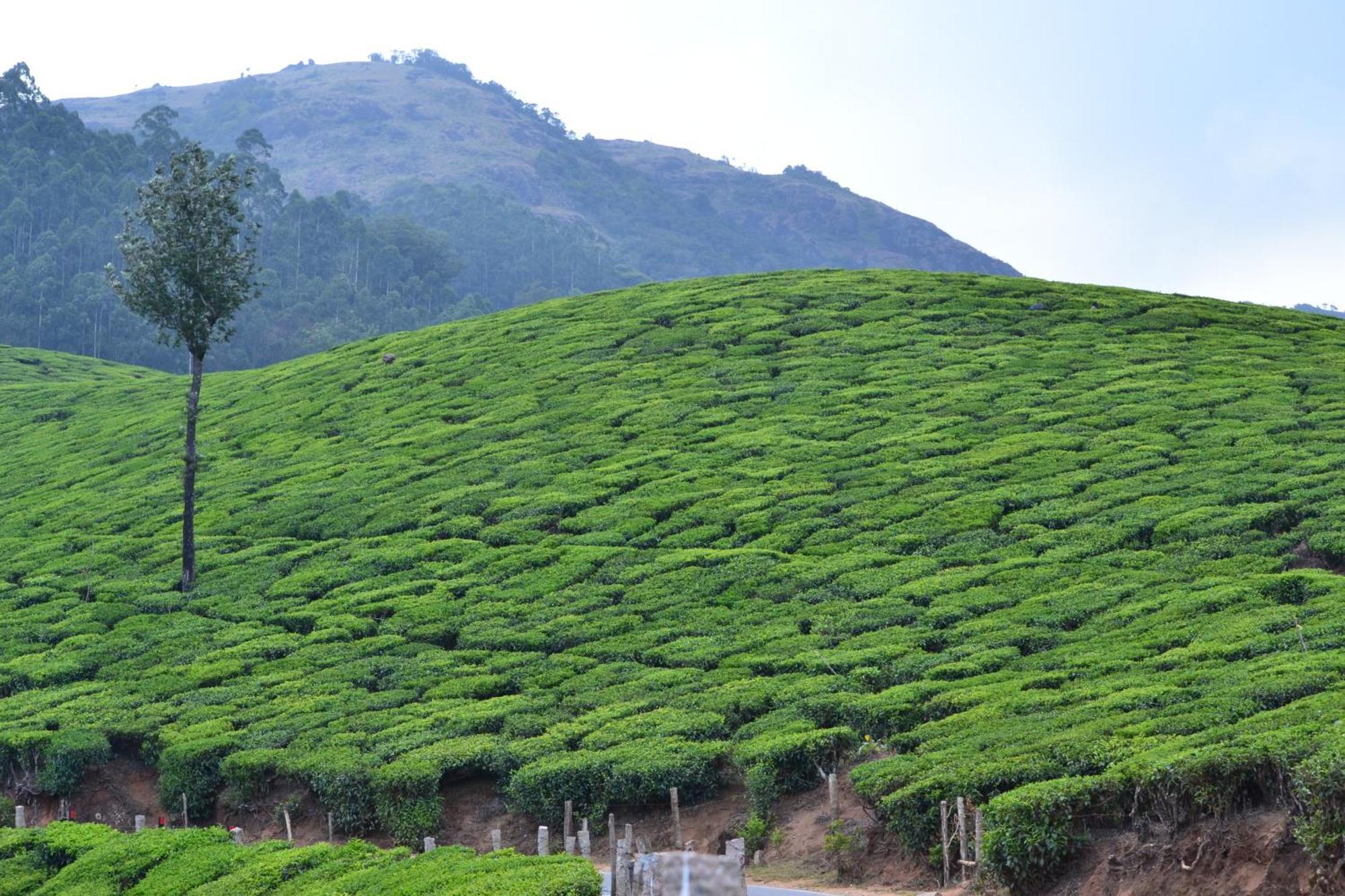 Vila Arabian Nights Munnar Exteriér fotografie